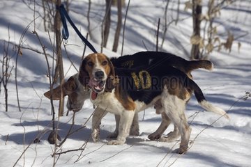 Beagles hielt nach einem Tracking -Wettbewerb Quebec an der Leine
