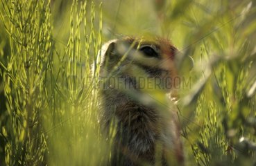 Portrait of an Arctic ground squirrel in grass Denali NP USA