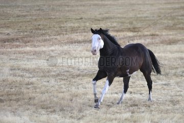 Pferd zweifarbig Qarter Horse  das in Meadow die USA galoppiert