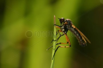 Empis landed on a blade of grass Evere Natural Reserve