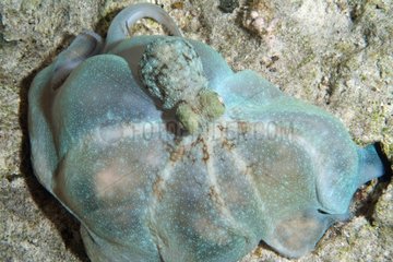 Pieuvre posée sur le fond marin rocheux Belize