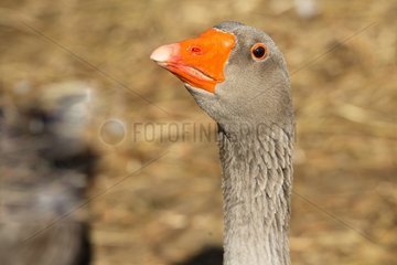 Portrait of domestic Goose in a farmyard France
