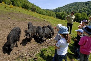 Young children in school camp in front of Mangalitza Pigs