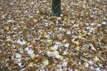 Carpet of dead leaves at the foot of a tree
