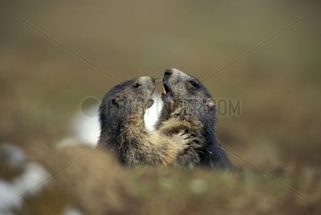 Adult and young Marmots face to face Vanoise Park Alps