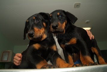 Beauceron pup black and fire on care table France