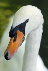 Portrait of Mute Swan France