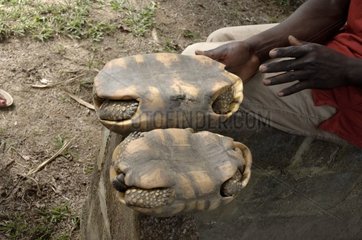 Schildkröten- und Weibchen mit rotfußiger Schildkröte in Guyana