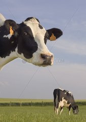 Portrait de Prim'Holstein au pré au printemps