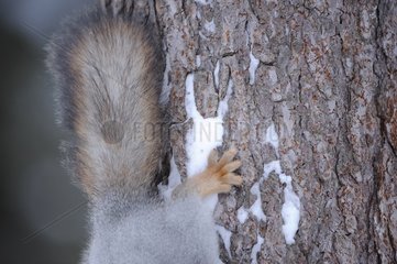 Paw and tail od an Eurasian red squirrel on a trunk Finland