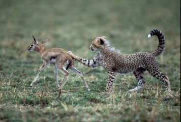 Apprentissage à la chasse d'un Guépard avec une gazelle