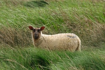 Schwarz-Gesichts-Schafe in einem Meadow-Portbail Frankreich