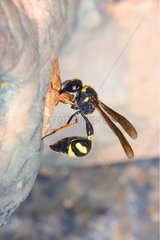 Mason Wasp building its nest with mud