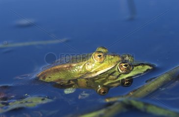 Green Frogs mating in a pond