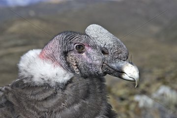 Andean Condor portrait Andes of Merida Venezuela