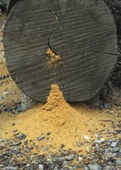 Carpentarian Ants digging a wood ball Canada