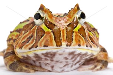 Fantasy Horned Frog in studio
