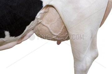 Euter und Hinterpfote einer Holstein -Kuh im Studio
