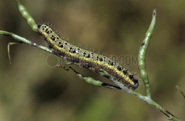 Large White caterpillar