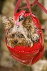 Yorkshire-terrier suspended in a small bag