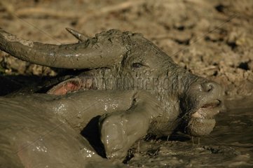Mudpot of Water Buffalo Komodo Island Indonesia