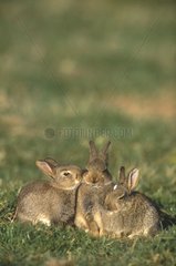 Young European rabbits Picardie France