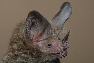 Portrait of Fringe-lipped Bat Guiana