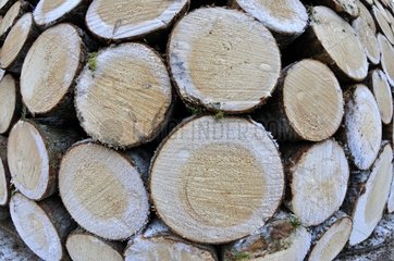 Storage of log forest