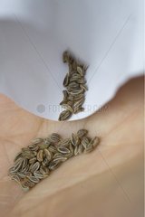 Seeds of spice plant in a hand