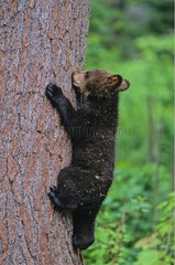 Junger Schwarzbär klettern auf einem Baum Ontario Kanada [at]