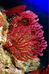 Roter Gorgonian auf einem Korallenriff am Mittelmeer Frankreich