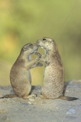 Black-tailed prairie dog and its small drawn up on their leg