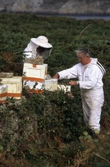 Beekeepers working at the apiary Ouessant island Bretagne