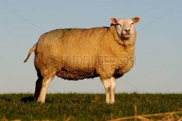 Mouton in den Niederlanden in Holland
