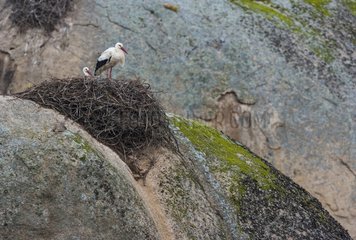 White Storks on granitic rocks - Los Barruecos NM Spain