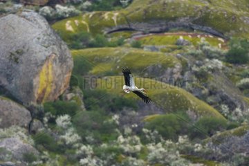 White Stork flying and granitic rock - Los Barruecos Spain