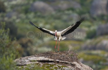 White Stork on granitic rock - Los Barruecos Spain