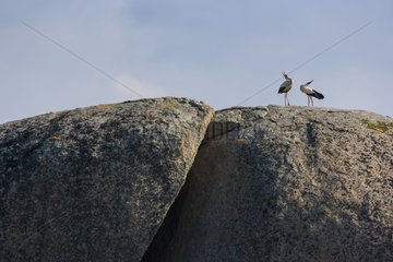 White Storks on granitic rock - Los Barruecos Spain