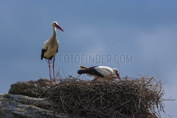 White Stork at nest on granitic rock - Los Barruecos Spain