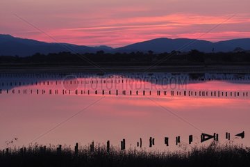 Marsh Giens at dawn in summer - France