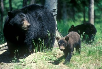 Schwarzbär und seine Jugendkanada