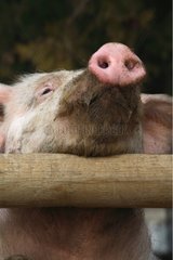Porträt von Schwein Frankreich