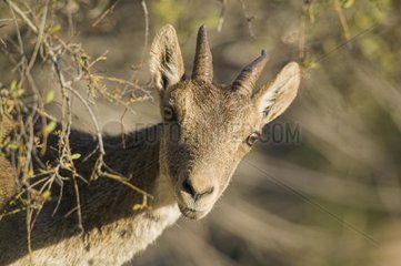 Porträt eines spanischen Ibex