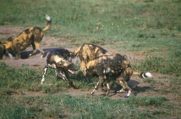 Group of African wild dogs playing Serengeti NP Tanzania