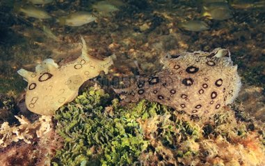 Sea slug Mangrove Bimini Bahamas