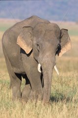 Male Asian elephant Corbett NP India