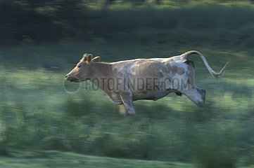 Race of a Cow in grass