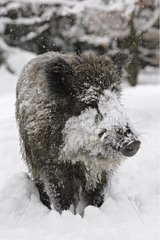 Wild boar under snow Schleswig-Holstein Germany
