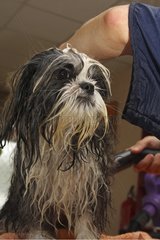 Puppy Shih Tzu in the toilets by drying France