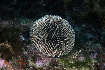 Purple sea-urchin Mediterranean Sea